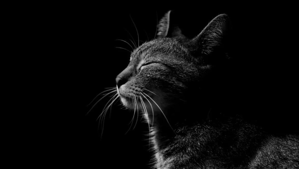 猫真的可以通灵吗，是否能沟通阴阳让死人还魂？