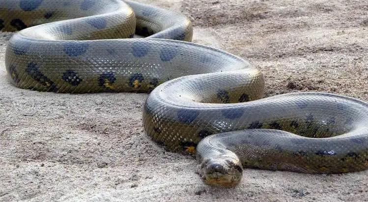 世界上最大的蛇到底能张多长？是什么蛇？   （庞然巨物）