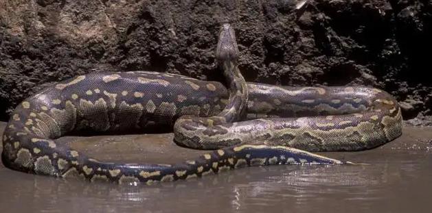 世界上最大的蛇到底能张多长？是什么蛇？   （庞然巨物）