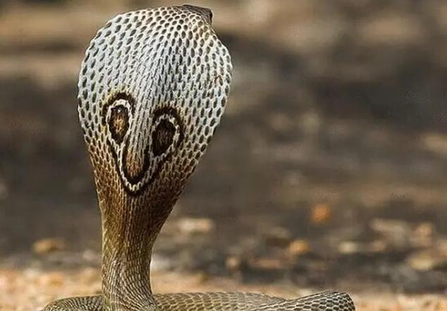 眼镜蛇为什么叫眼镜蛇？起源于什么地方？   （眼镜蛇起源）