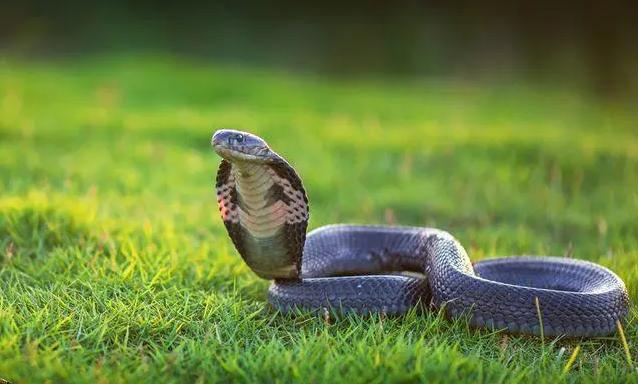 眼镜蛇为什么叫眼镜蛇？起源于什么地方？   （眼镜蛇起源）