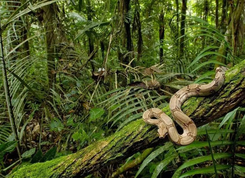 亚马逊雨林有多恐怖，为什么不建议入内？  （人类禁区）