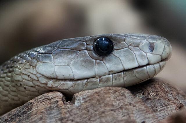 世界上最毒的蛇：一小滴就能把人杀的一干二净（动物科普）