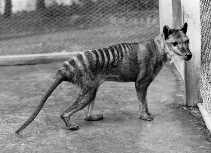 现实版侏罗纪公园，科学家想要复活这种澳洲已灭绝的动物