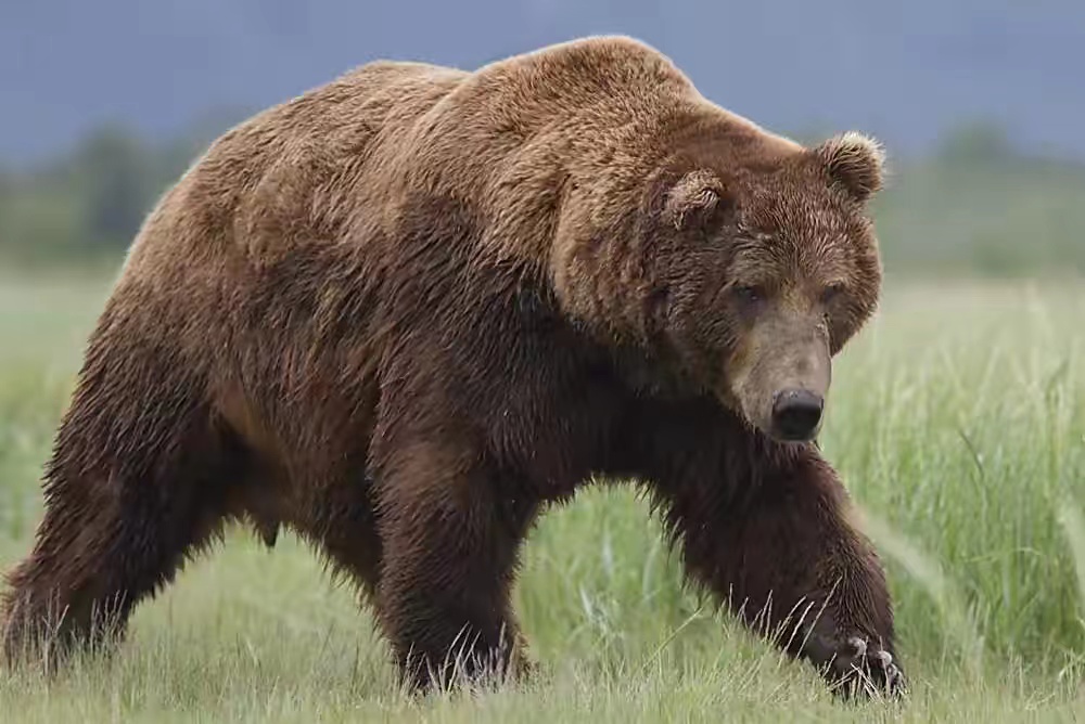 俄罗斯人到底怕不怕棕熊，猎人袭击棕熊反被杀（棕熊伤害猎人）