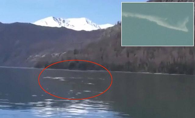 新疆喀纳斯湖再现水怪？可能是其他的海洋大型生物