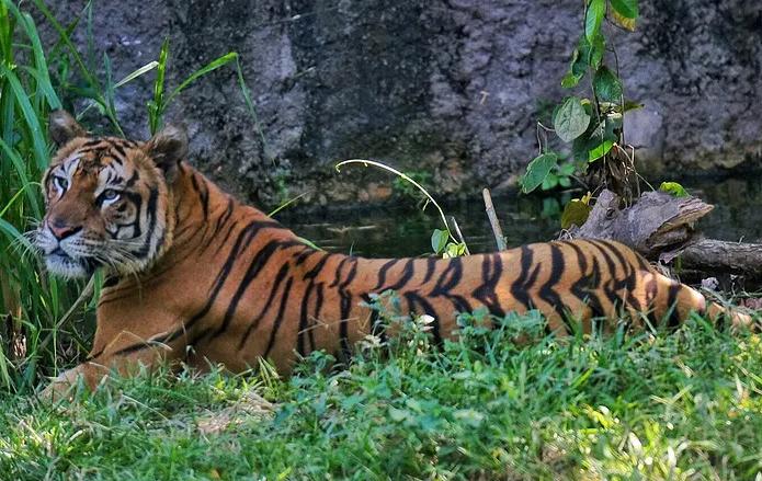 已经灭绝的猫科动物种类，北美猎豹已灭绝12000年