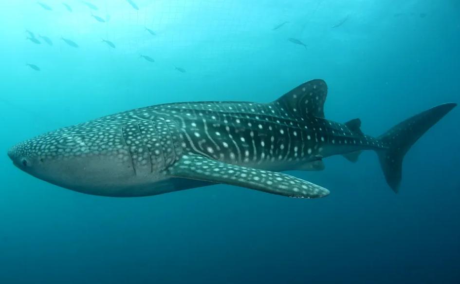世界上最漂亮的鲨鱼，背部如星河一般的温柔大鱼 （鲸鲨）