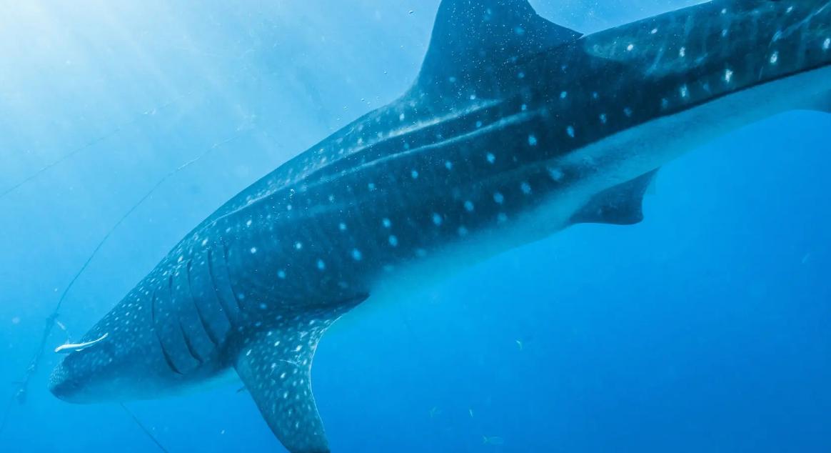 世界上最漂亮的鲨鱼，背部如星河一般的温柔大鱼 （鲸鲨）