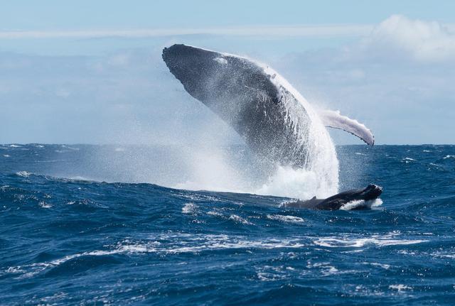 座头鲸死亡竟是因为小小渔网？致命渔网早就被禁止！