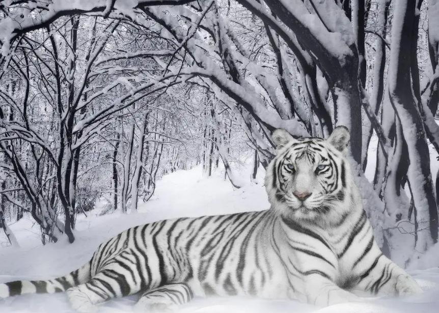 看着风光的白老虎是怎么形成的？为什么那么的罕见？