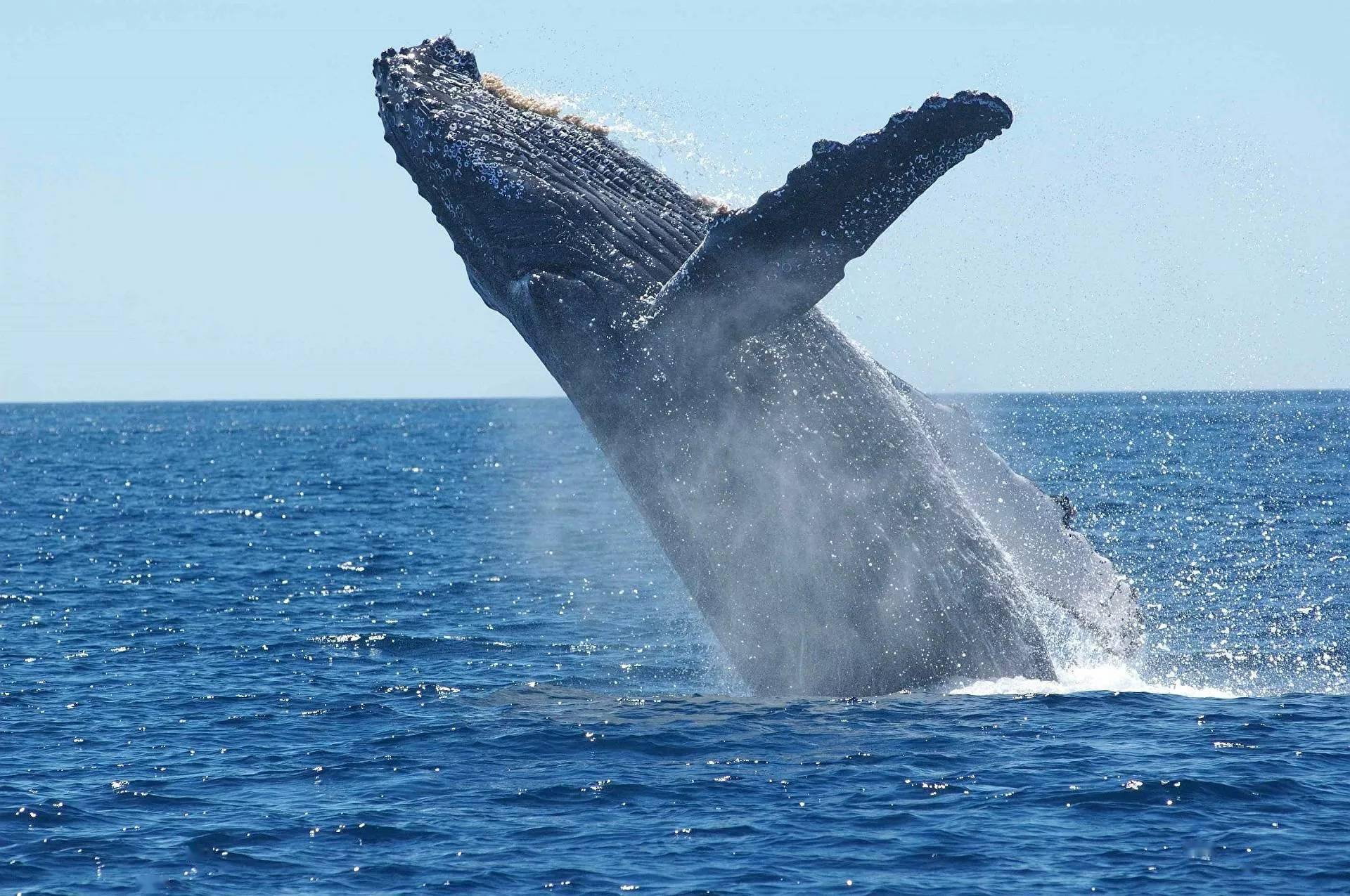 鲸鱼时常跃出水面，不只是为了换气（拍打藤壶）