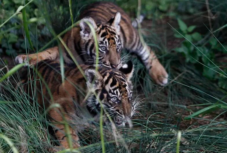 印度一村庄发现两只虎崽，只有15月大，竟然被人丢石头砸伤