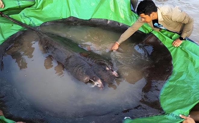 想不到有如此巨型的鱼，湄公河捕捉一条4米黄貂鱼（科普揭秘）