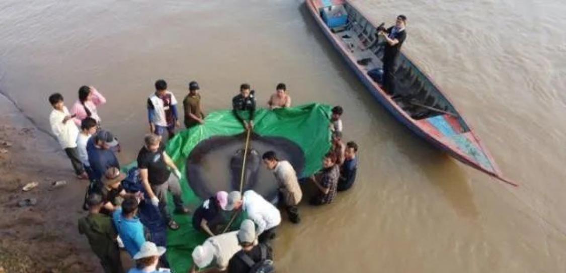 想不到有如此巨型的鱼，湄公河捕捉一条4米黄貂鱼（科普揭秘）