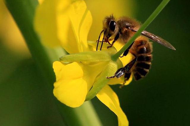 韩国的大量蜂群无缘无故消失？背后究竟有什么秘密？（动物揭秘）