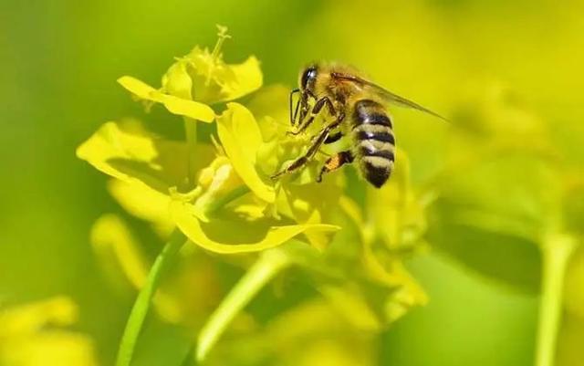 韩国的大量蜂群无缘无故消失？背后究竟有什么秘密？（动物揭秘）
