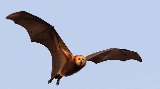 澳洲的超级蝙蝠：一口甚至能咬断脖子（独特环境造就）