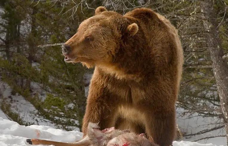 就只用一把小刀，就能斗过棕熊？23岁男子被袭击，反杀棕熊