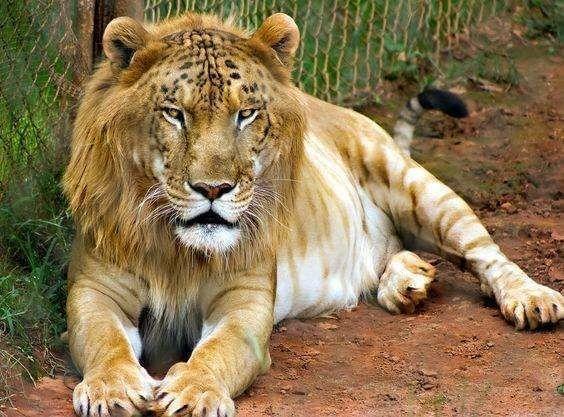 狮虎兽听起来很厉害的样子，那么实力和老虎狮子比又如何？