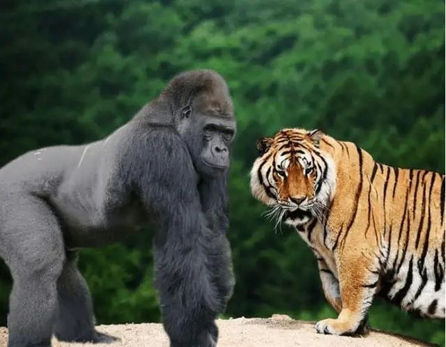 最强壮的猩猩能不能打过森林之王老虎呢？（动物科普揭秘）