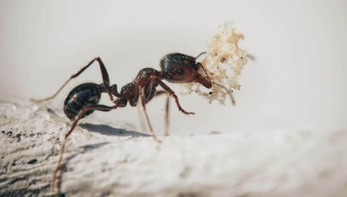 在人们眼中勤劳的蚂蚁是会偷懒的，那蚂蚁为什么会偷懒？