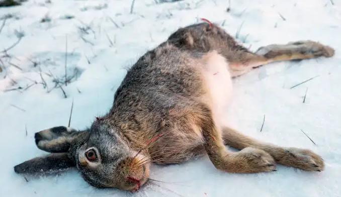 为什么在野外遇到冻死的野兔看到也不能捡，有什么讲究？