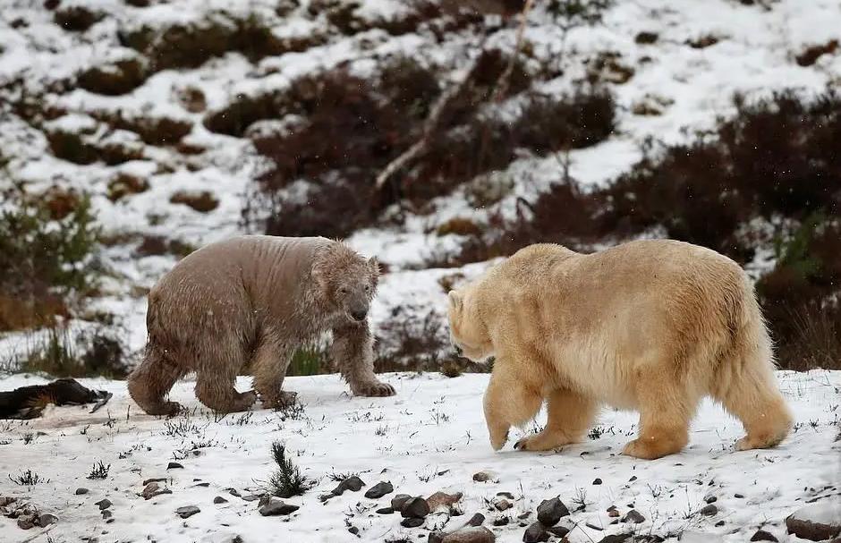 北极熊和灰熊自然交配后，后代竟然成耐高温的“短毛熊”