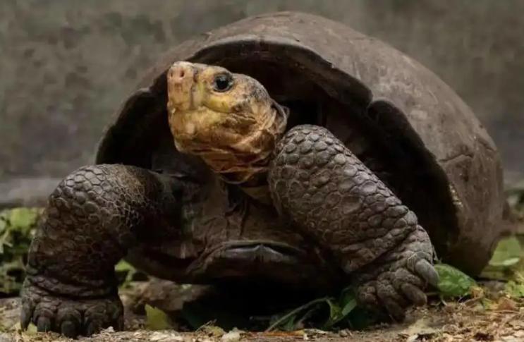 100多年前的“神奇巨龟”重现地球，为何灭绝物种还会复活？