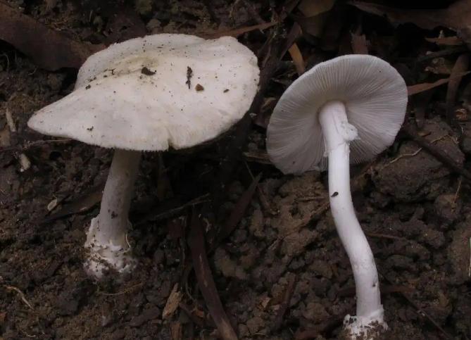 “致命鹅膏菌”具有迷惑行为，误食白蘑菇后险丧命，怎么回事？