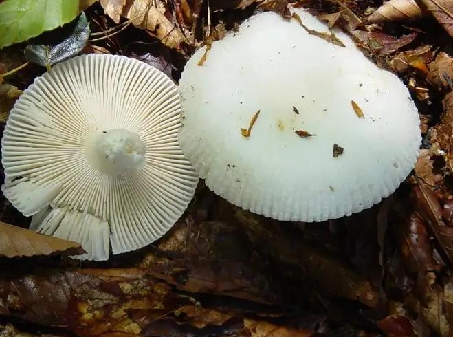 “致命鹅膏菌”具有迷惑行为，误食白蘑菇后险丧命，怎么回事？