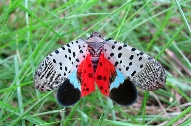 红色带翅膀的虫子图片图片