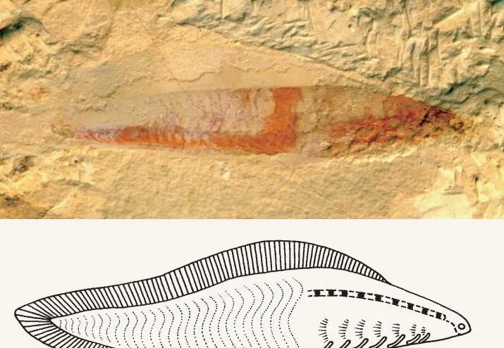 人类的祖先竟然是鱼，科学家们找到了证据，人体中耳就是鱼鳃
