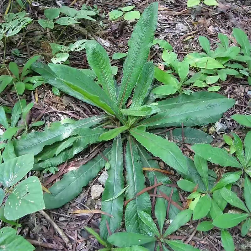 苦地胆是一味抗菌消炎的药材，食用的效果也是出乎意料