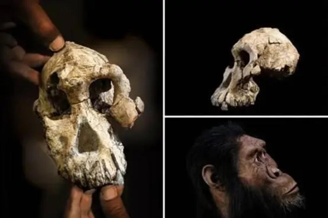 人类历史上的祖先或将被改变？科学家有了新的发现（南方古猿）