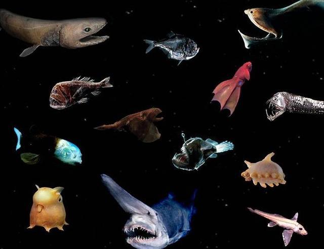 日本在数千米的海洋下面捕捉到了巨无霸？一种新型鱼类