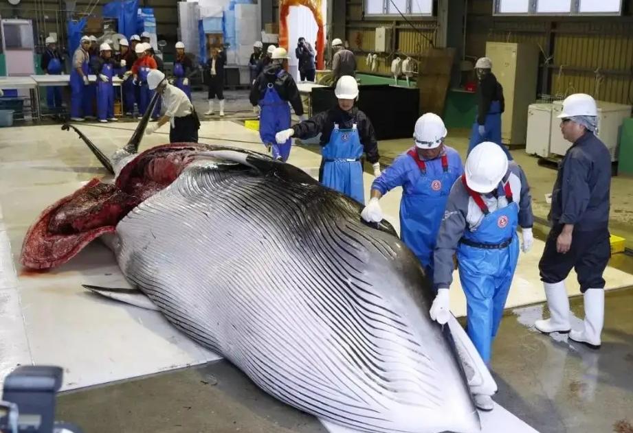 日本又开始了大规模捕鲸，133头小须鲸是目标，为什么要捕鲸？