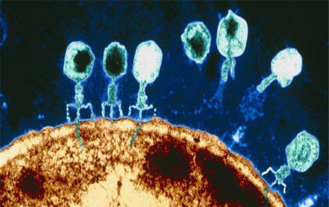 噬菌体的外表如此科幻，难道是外星产物（和外星没有关系）
