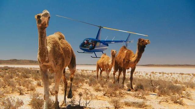 澳洲追杀骆驼，这是有多恨（破坏生态环境）