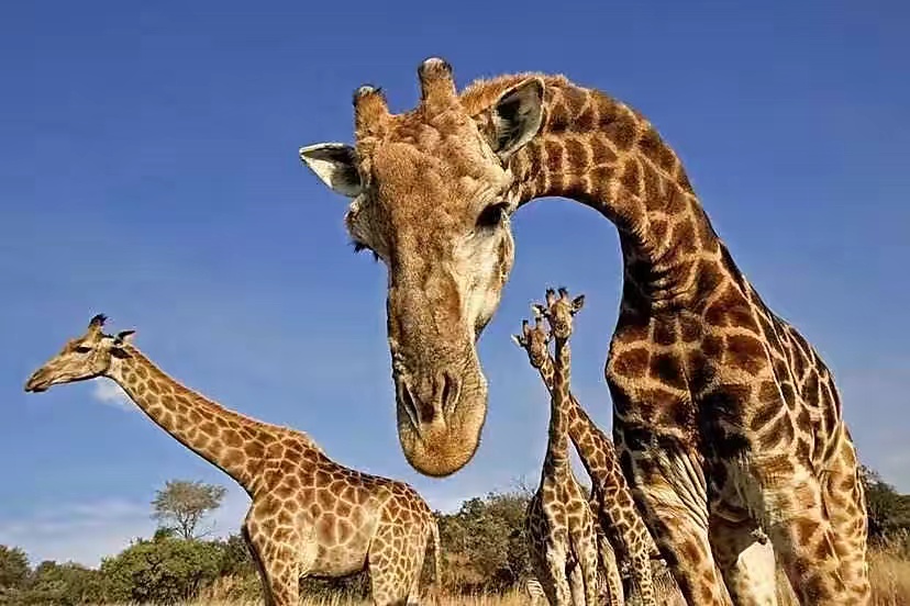 长颈鹿的演化出现了长脖子，为什么不是其他部位变长了