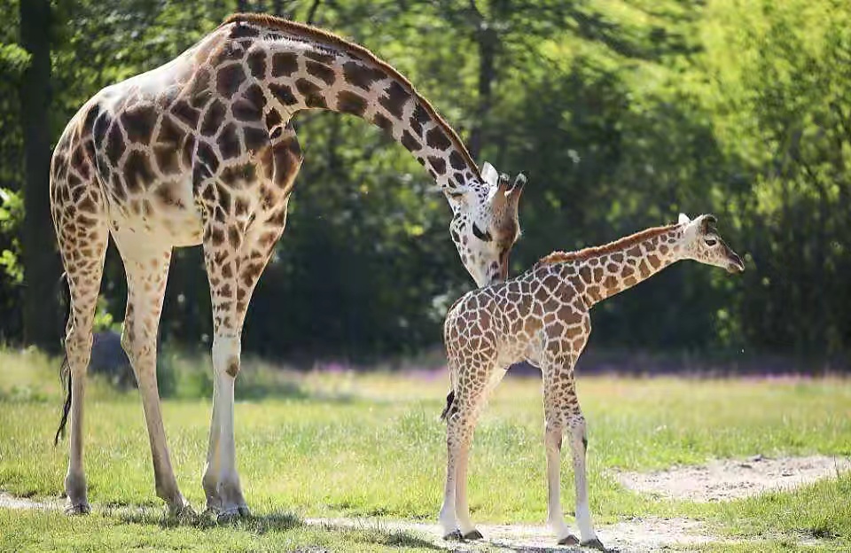 长颈鹿的演化出现了长脖子，为什么不是其他部位变长了