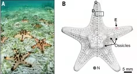 华人学者发现海星骨头是航天等领域所需的优秀材料，但无法复制