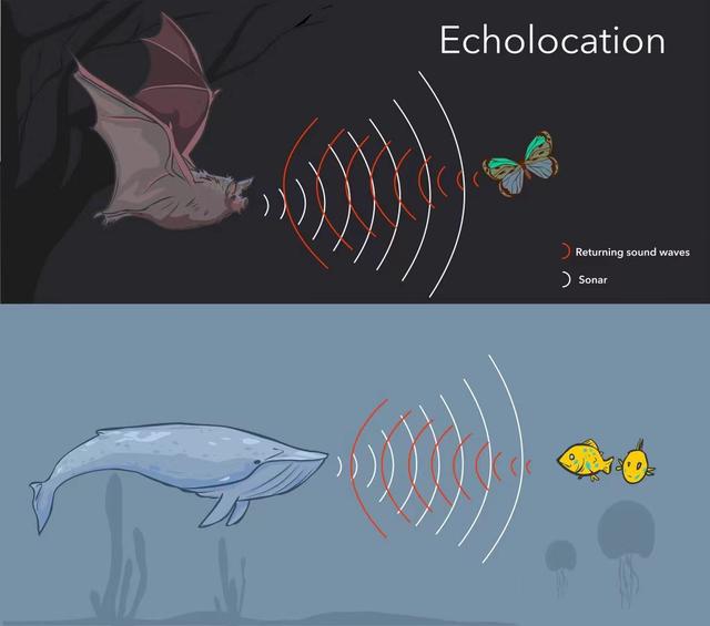 人类也可以像蝙蝠和海豚一样学会回声定位？