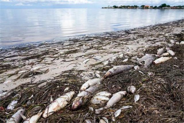 美国一海岸无缘无故出现了数百吨死鱼？结果竟是自作自受！