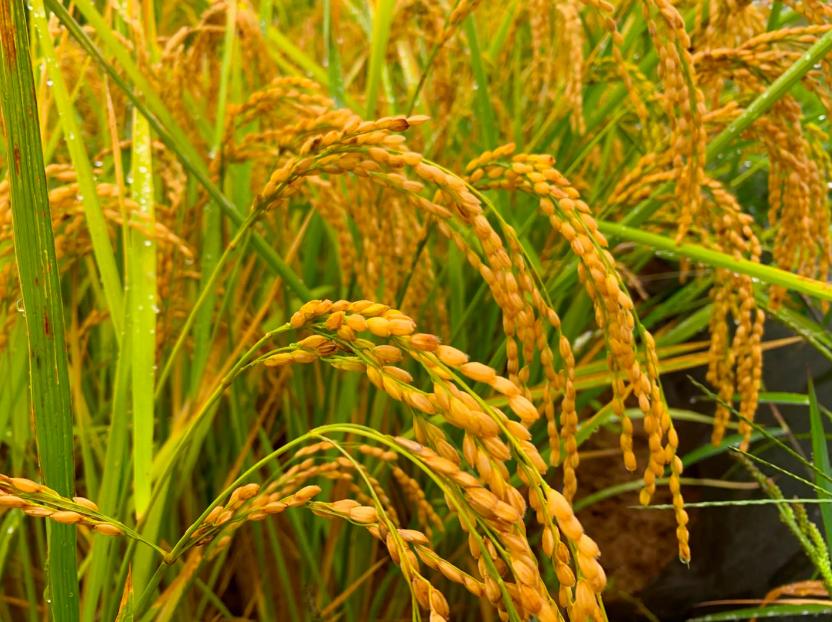 美国专家生成中国水稻种植释放甲烷，为了温室效应取消水稻种植？