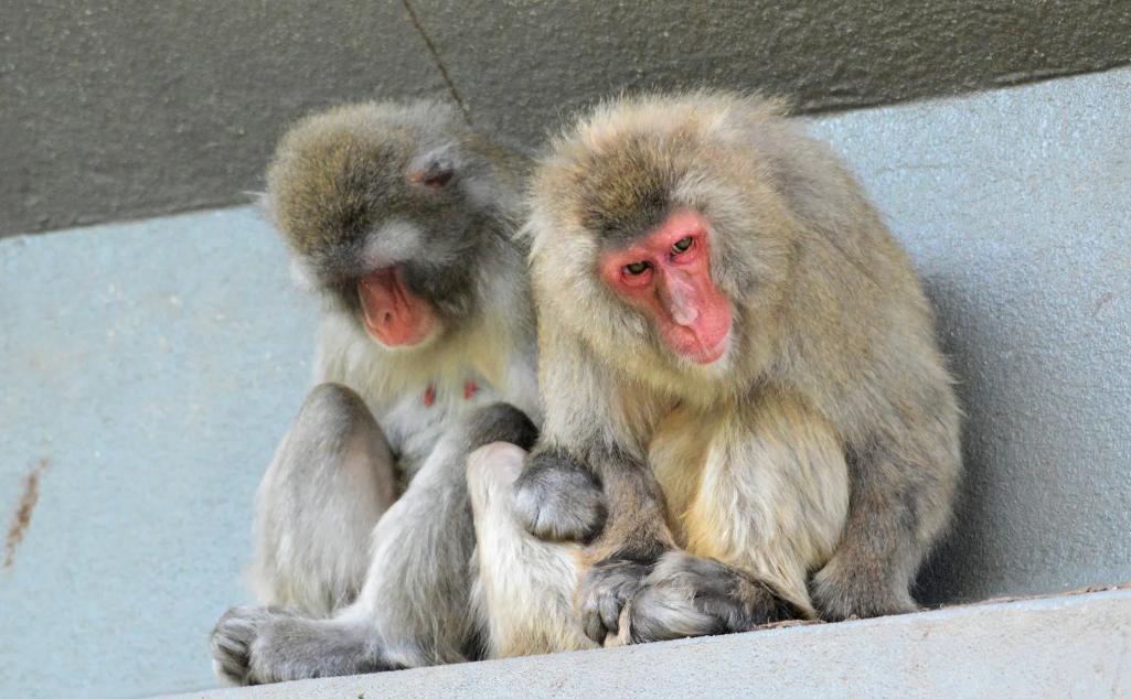 日本母猴打破千年常规登上皇位，成功变成猴中“武则天”！