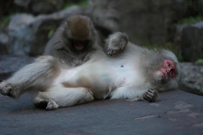 日本母猴打破千年常规登上皇位，成功变成猴中“武则天”！