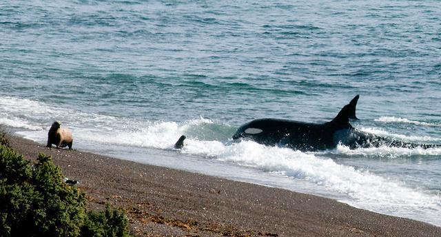 为什么海洋霸主虎鲸都不怕大白鲨，却对人类如此温和？