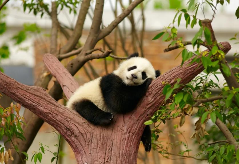 无耻，试图挟持熊猫进行威胁中国？国家保护动物曾被无情屠杀