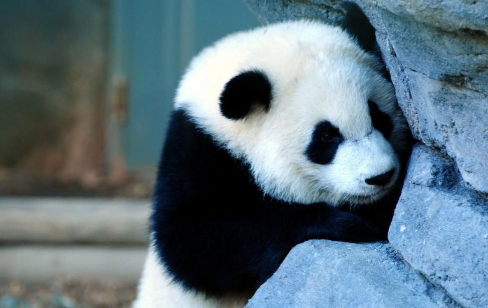 大熊猫是天生的“伪装者”  黑白毛发就是为了躲避天敌